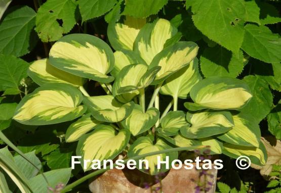 Hosta Eleanor Lachman